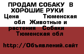 ПРОДАМ СОБАКУ  В ХОРОШИЕ РУКИ  › Цена ­ 4 000 - Тюменская обл. Животные и растения » Собаки   . Тюменская обл.